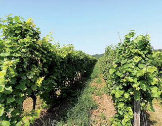 У США й Австралії активно використовують систему мінімального обрізування винограду